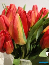 Tulipan Red Gold_fot. J-Treder