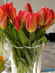Tulipan Strong Fire_fot. J-Treder