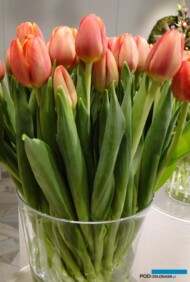 Tulipan Tansu Ciller__fot. J-Treder