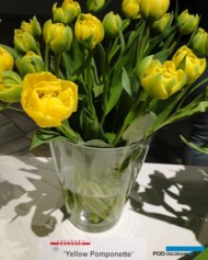 Tulipan Yellow Pomponette__fot. J-Treder