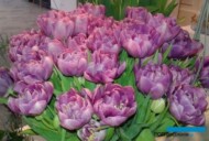 Tulipan-pełny-Purple-Sky_fot. SPORC
