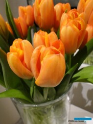 Tulipan_Odmiana Triple A - fot.J-Treder