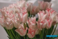 Tulipan 'Beauty Trend'_M-Podymniak