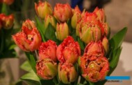 Tulipan 'Petit Coat', fot. M. Podymniak