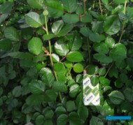 Roze_ochrona-biologiczna_przeciw przedziorkom_Amblyseius-cucumeris_gospodarstwo Kordylasinski