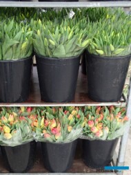 Tulipany_StrongGold_Match_Kordylasinski