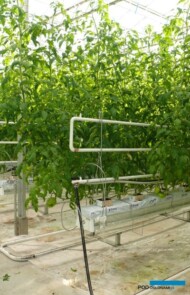 Kazimierczak szklarnia