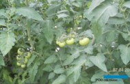 Pomidor malinowy Framboo F1 w uprawie Marcina Dziubaka w Witnicy (fot. 1, 2 M. Dziubak)