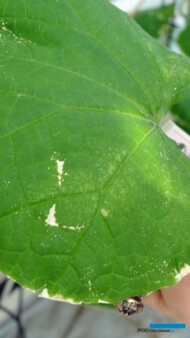 Objawy żerowania przędziorka chmielowcalarniowca na liściu ogórka