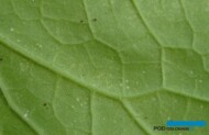 Objawy żerowania przędziorka chmielowcaa na liściu ogórka - spód blaski liściowej