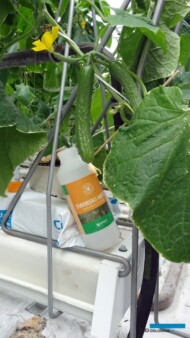 W ochronie ogórków przed przędziorkami, wciornastkami i mączlikami wykorzystywany jest m.in. wielożerny roztocz Amblyseius swirskii