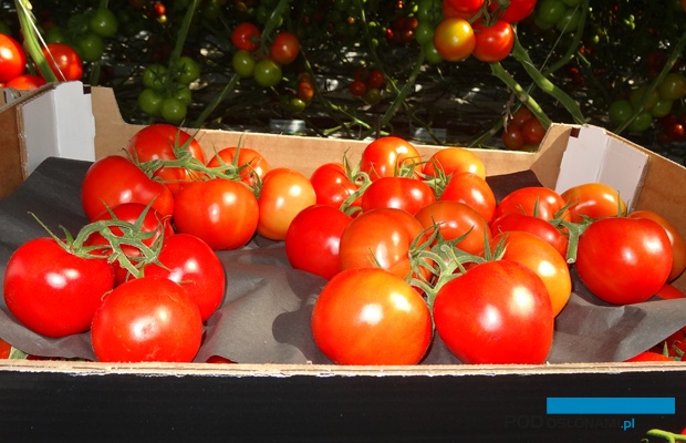 Merlice F1 z doświetlanej uprawy w gospodarstwie Greenway