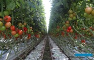 Merlice F1 w szklarniach Greenway (AW)