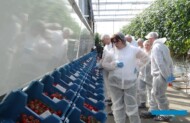 Kolekcja odmian pomidorów De Ruiter i ekspozycja ich owoców w szklarni doświadczalnej Monasanto w Gravenzande (AW)