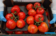 Pomidor gronowy Merlice F1 (AW)