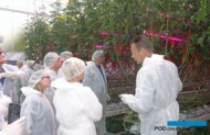 Duco de Ruiter (z prawej) z holenderskiego oddziału Monsanto udzielał informacji na temat doświadczalnej uprawy odmiany Juanita F1 z doświetlaniem LED-owym w Improvement Centre w Bleiswijk (AW)
