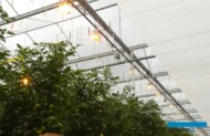Doświetlana uprawa w szklarniach firmy Solyco (AW)