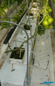 Rośliny są szczepione i prowadzone na dwa pędy, rozsada została przygotowana w dużych kostkach Plantop