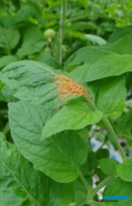 Dziubałeczek mączlikowy na liściach