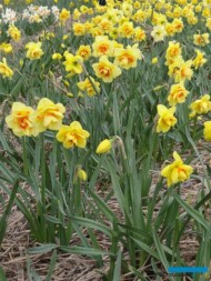 Narcyz-Petit-Four_MTT 2017