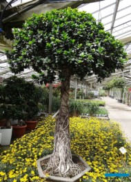 Euryops pectinatus__Ficus-microcarpa_MargheritiPiante_AC