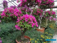 Boungaivillea glabra_Margheriti_Wlochy 2017_AC