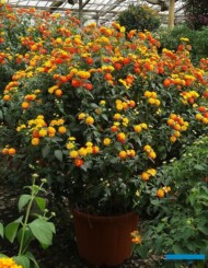 Lantana-camara_MargheritiPiante_AC