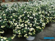 Lantana_Margheriti-Piante_AC