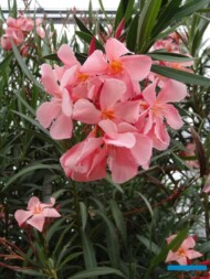 firma MargheritiPiante_Nerium oleander_AC