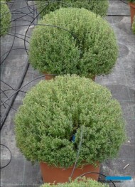 Thymus vulgaris_Margheriti Piante_AC