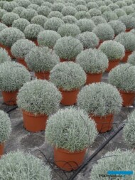 Lavandula-angustifolia_MargheritiPiante_AC