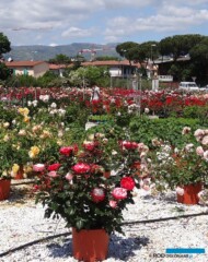 Roze w punkcie sprzedazy_Mati-Piante_PistoiaAC