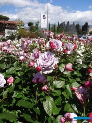 Roza-Novalis_MatiPiante_AC