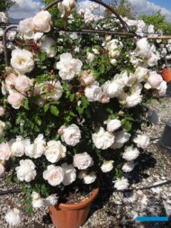 Rosa-arbustiva_Sally-Holmes_GeorgioTesiGroup_AC