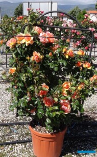 Rosa_Hansestadt-Rostock_GeorgioTesiGroup_AC