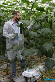 .Paweł Kloc, Koppert