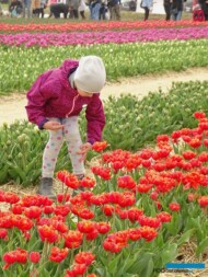 Miedzynarodowe-Targi-Tulipanow-2017_Kolekcja odmian_chrzypsko wielkie_fot. A-Cecot