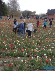 Miedzynarodowe-Targi-Tulipanow-2017_chrzypsko wielkie_fot. A-Cecot