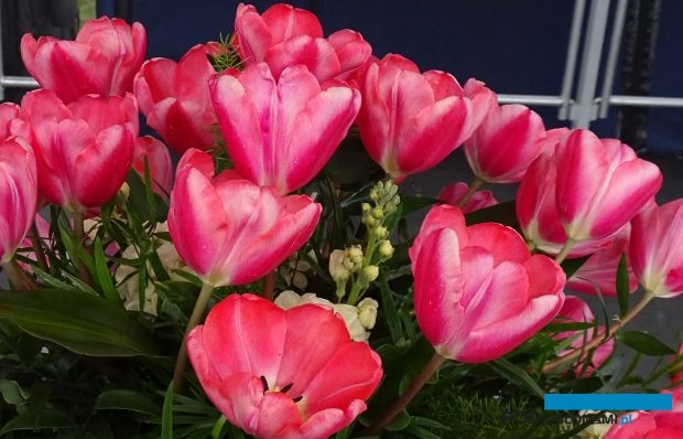 Tulipan 'Dr Joanna Krause'