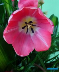 Tulipan Joanna-Krause_fot. A-Cecot