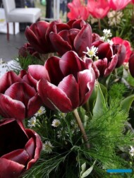 Tulipan_Marian Woronin_MTT 2017_fot. A-Cecot