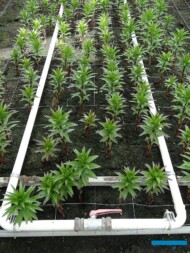 Lilie-Qualily_rura-ogrzewania-wegetacyjnego_siatka-wspierajaca-rosliny