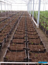 Skrzynki z młodymi roślinami lilii tuż po wstawieniu do szklarni (Klaver Lily Group)_fot-A-Cecot