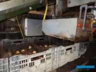 Lilie_cebule_Linia-do-zmechanizowanego-sadzenia_podlewanie_Klaver-Lily-Group_Podlewanie posadzonych cebul