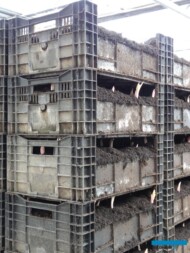 Lilie_cebule-w-skrzynkach-po-wyjeciu-z-chlodni-2-tygodniowe_do-rozstawienia-w-szklarni_Klaver-Lily-Group