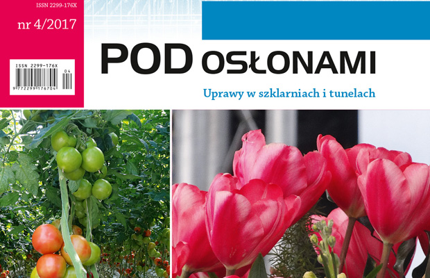 czasopismo Pod Osłonami 4/2017, tulipan 'Joanna Krause'