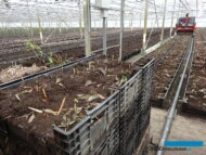 Lilie_maszyna do zwozenia skrzynek z cebulami po skonczonej uprawie_Klaver-Lily-Group