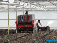 Lilie_maszyna do zwozenia skrzynek z cebulami po skonczonej uprawie_Klaver-Lily-Group