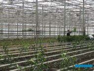 Scinanie kwiatow lilii_transporter-tasmowy_Qualily