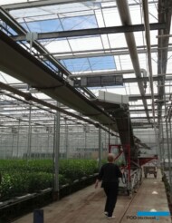 Lilie_Qualiy_gorny tasmociag do transportu kwiatow cietych ze szklarni do pracowni